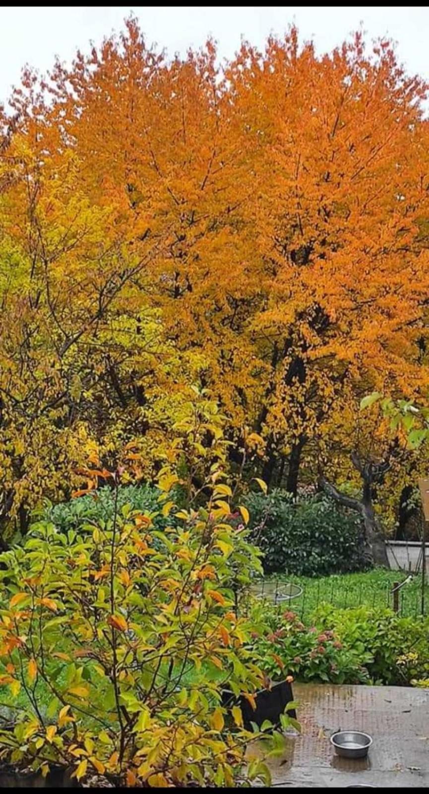 Hill Garden Sarajevo